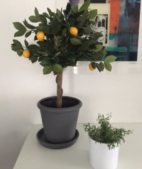 Citronträd2